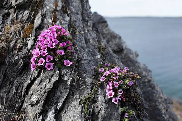 Purple saxifrage flowering at rocks at Helgeland coast, Nordland, Norway.