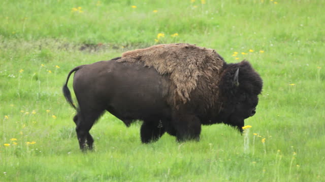 HD Video Bison Bull Lamar Valley Yellowstone NP Wyoming