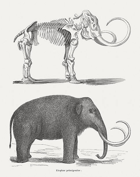 813 Ice Age Animals Illustrations & Clip Art - iStock | Mammoths, Mammoth,  Woolly mammoth