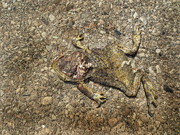 żaba roadkill - frogger zdjęcia i obrazy z banku zdjęć