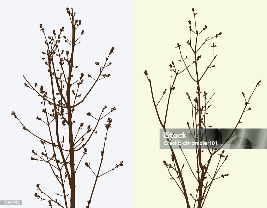 Sapling Reference Image Saplings Stock Illustration - Download Image Now - 2015, Abstract ...