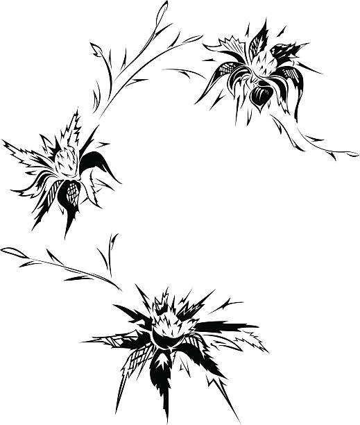 Pics Of A Thistle Tattoo Designs Illustrations, Royalty-Free Vector  Graphics & Clip Art - iStock