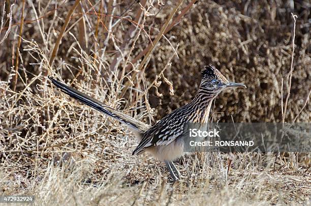 Roadrunner Stock Photo - Download Image Now - Roadrunner - Bird, 2015, Animal - iStock Roadrunner Stock Photo - Download Image Now - Roadrunner - Bird, 2015, Animal - iStock
