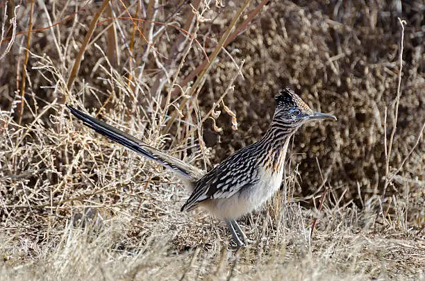 Roadunner (Geococcyx califonianus) a fast running ground cuckoo, Bosque del Apache National Wildlife refuge, New Mexico