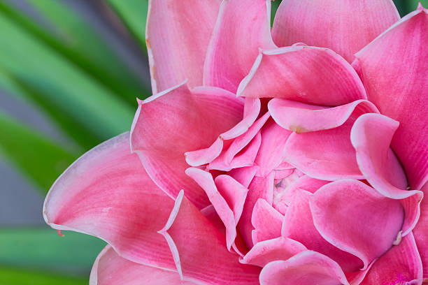 istock closeup beautiful pink torch ginger flower 472936580