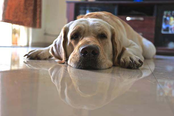 istock The dog labrador on the floor 472937178