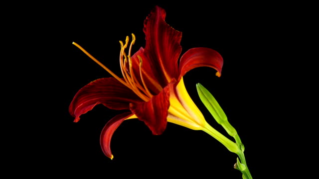 (Time Lapse) Day Lily