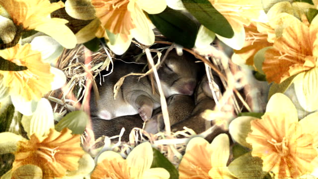 Easter baby bunnies snuggling. Border of spring flowers.