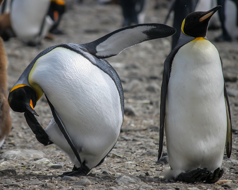 Two funny King penguins (Aptenodytes patagonicus) on a beach in Antarctica, tourism photo