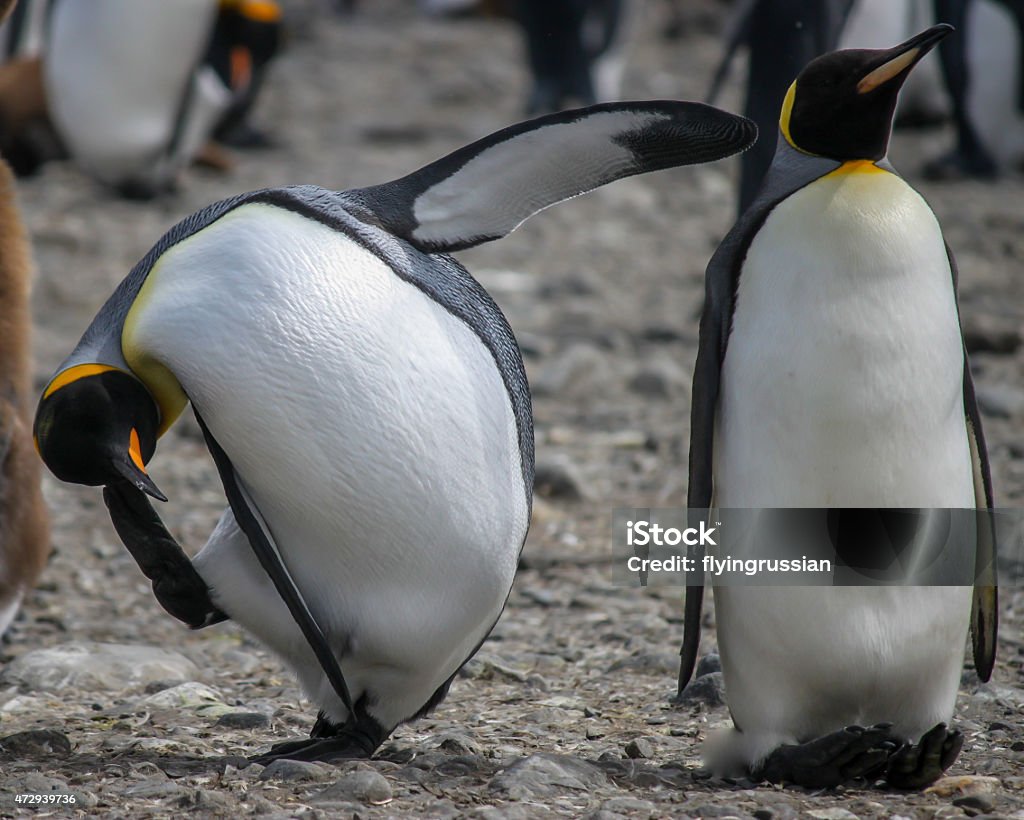 Two comical King penguins (Aptenodytes patagonicus) in Antarctica Two funny King penguins (Aptenodytes patagonicus) on a beach in Antarctica, tourism photo Animal Stock Photo