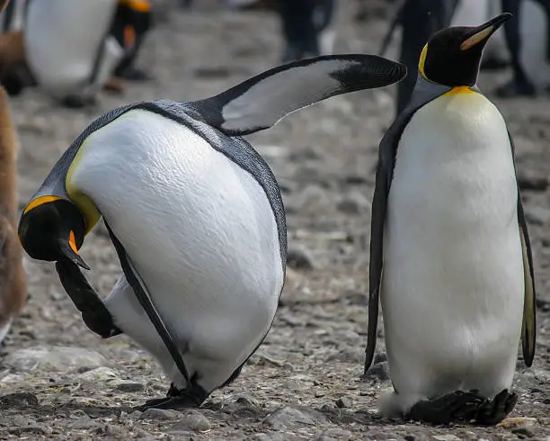 Photo of Two comical King penguins (Aptenodytes patagonicus) in Antarctica