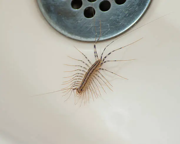 Photo of House centipede