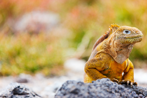 Land iguana endemic to the Galapagos islands, Ecuador