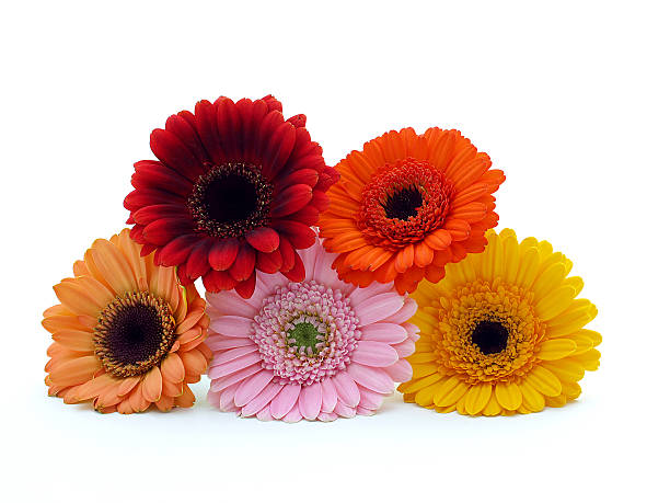 istock Colorful gerbera flowers 472945776