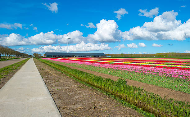 istock Tulips on a field under a blue cloudy sky 472945812