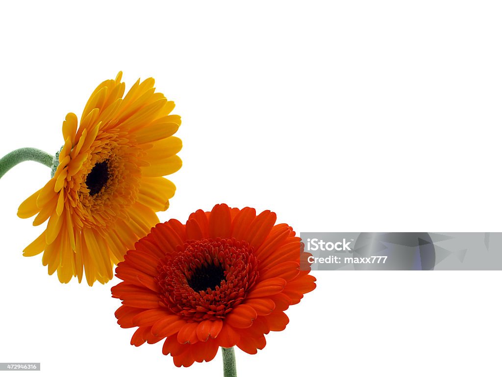 Colorful gerbera flowers Colorful gerbera flowers isolated 2015 Stock Photo