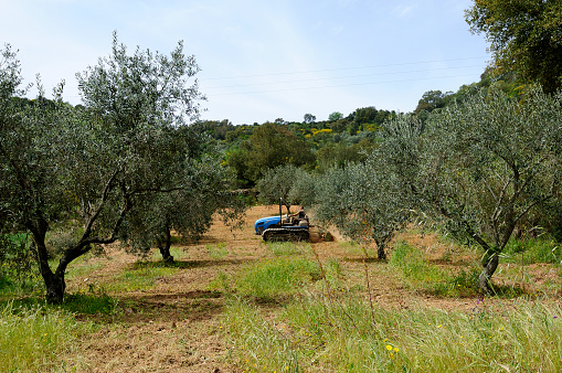 Weeding and milling of an olive grove with a crawler tractor