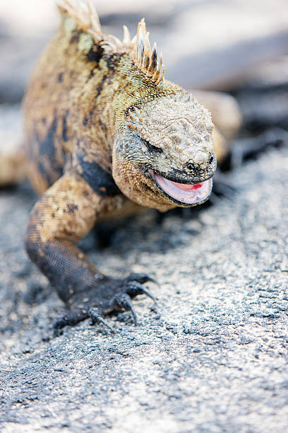 istock Male marine iguana 472948606