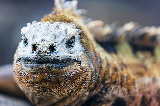 istock Male marine iguana 472948612