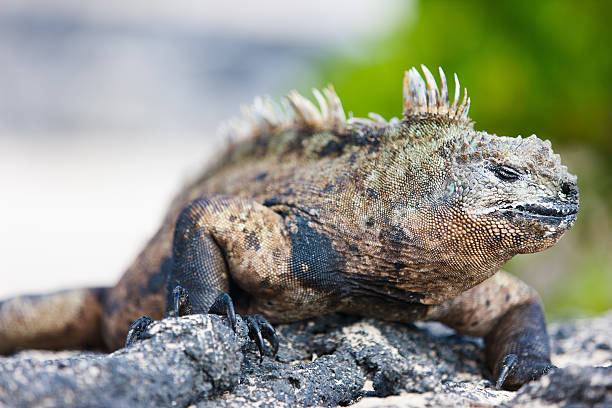 istock Male marine iguana 472948616