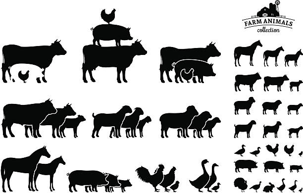 벡터 농장 동물은 컬레션 흰색 바탕에 그림자와 - pig silhouette animal livestock stock illustrations