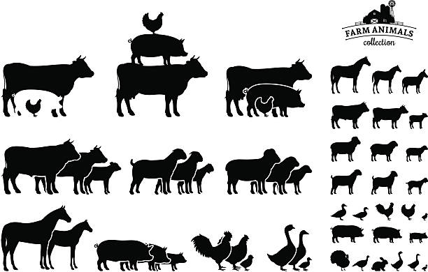 wektor zagroda zwierząt kolekcja na białym tle - pig silhouette animal livestock stock illustrations