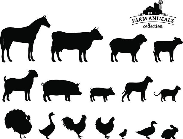 illustrations, cliparts, dessins animés et icônes de vector silhouettes animaux de la ferme isolé sur blanc - cochon dinde