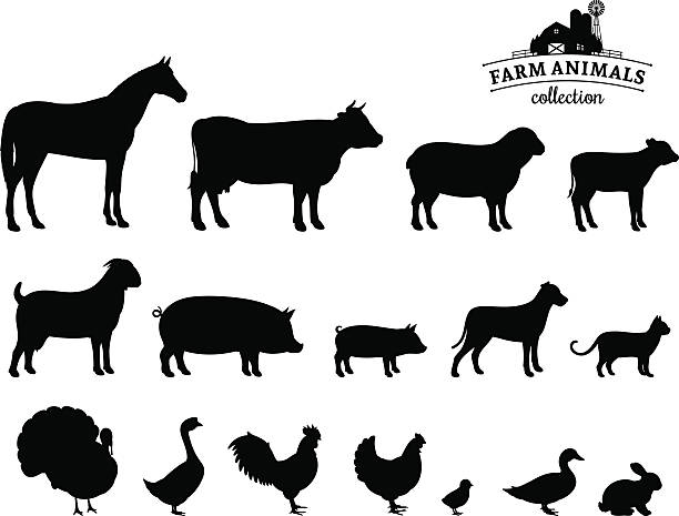 벡터 농장 동물은 실루엣 흰색 바탕에 그림자와 - pig silhouette animal livestock stock illustrations