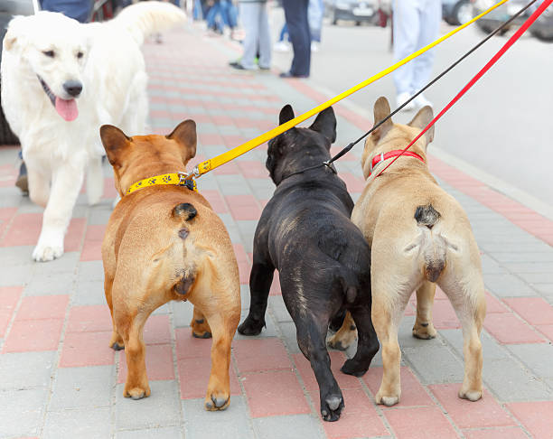 istock three French Bulldog and labrador retriever 472949378