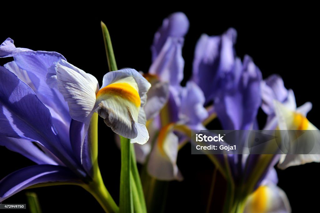 Blue iris 2015 Stock Photo