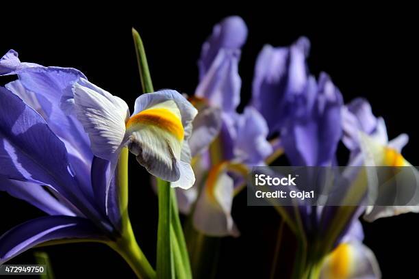 Blue Iris Stock Photo - Download Image Now - 2015, Abstract, Beauty In Nature