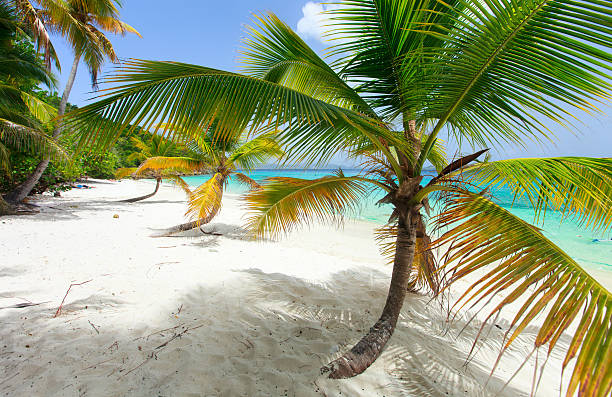 istock Beautiful tropical beach at Caribbean 472949922