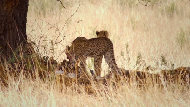 Cheetahs feeding on a springbok