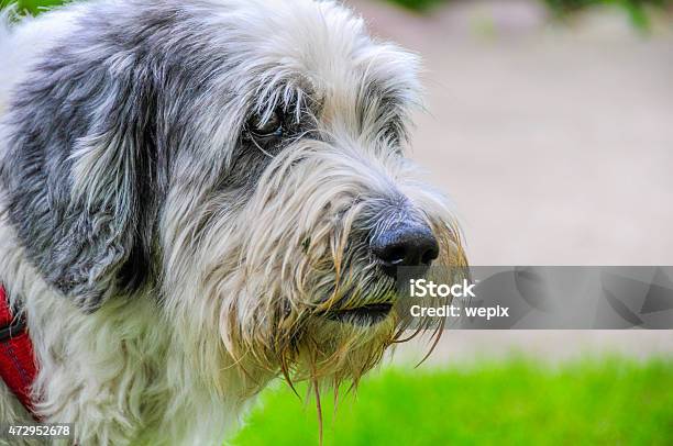 Shaggy Dog Face Headshot Portrait Pon Sheepdog Closeup Stock Photo - Download Image Now