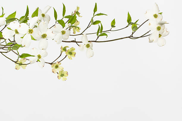 Wild flowering white dogwoods Branch with large white blossoms on wild dogwood tree in North Carolina. Close up imagewith white background. Likely cornus florida. Small inconspicuous flowers surrounded by four large white bracts. pink flowering dogwood stock pictures, royalty-free photos & images