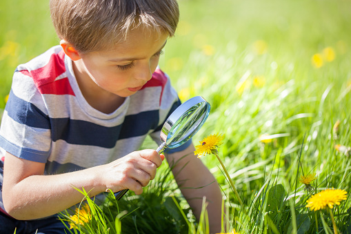 Young boy exploring nature in a meadow with a magnifying glass looking at a ladybird