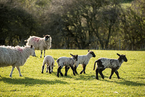 아름다운 풍경 이미지 신생아 연두빛 lambs 및 시프 - livestock rural scene newborn animal ewe 뉴스 사진 이미지