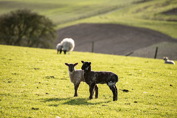 아름다운 풍경 이미지 신생아 연두빛 lambs 및 시프 - livestock rural scene newborn animal ewe 뉴스 사진 이미지