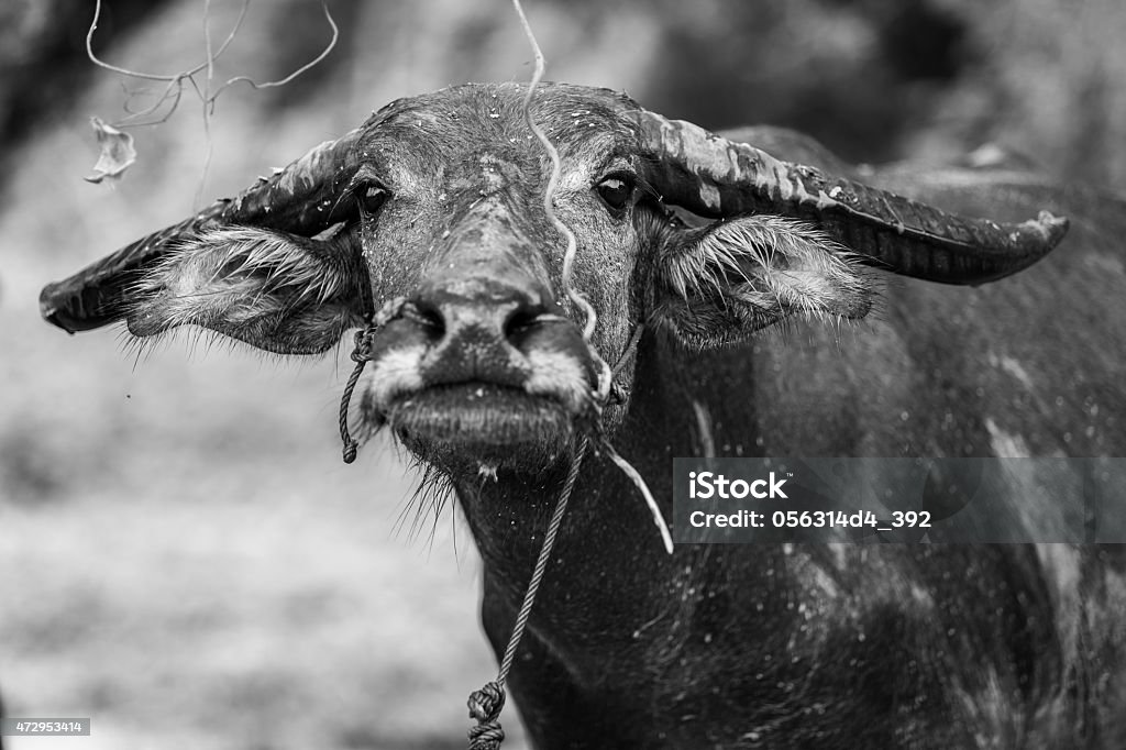 Buffalo eating grass in field, Thailand 2015 Stock Photo