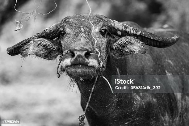Buffalo Eating Grass In Field Thailand Stock Photo - Download Image Now - 2015, Agriculture, Animal