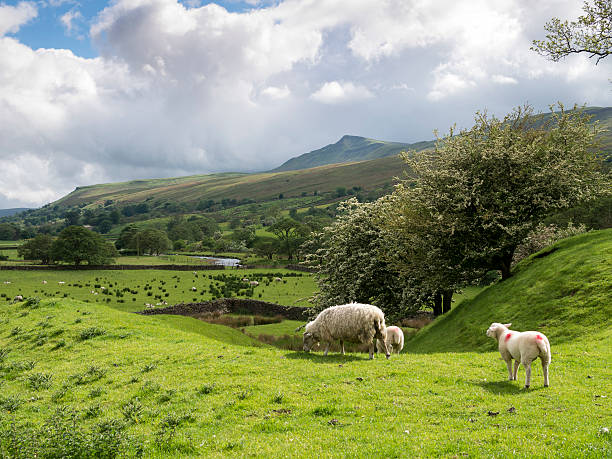 istock landscape in The Eden Valley, N Yorkshire, Britain 472953998