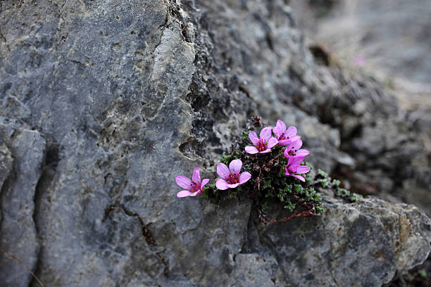 istock Purple saxifrage at rocks 472954836