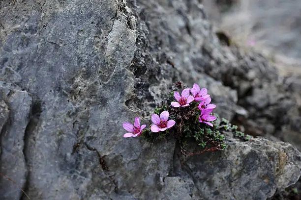 Photo of Purple saxifrage at rocks
