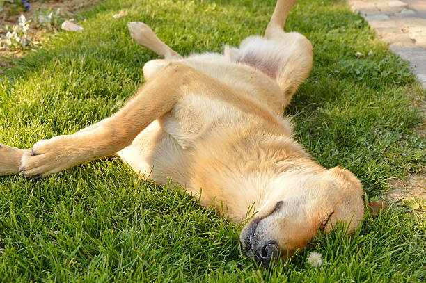 istock Sleepy mixed breed dog sleeping in the grass 472954966