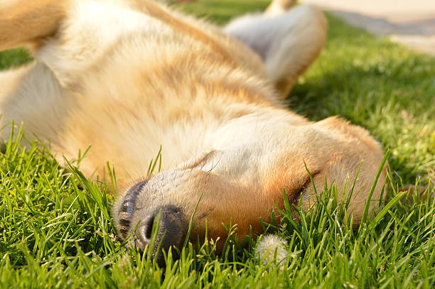 istock Sleepy mixed breed dog in the grass 472954970