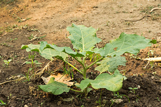 istock Eggplant tree was in the garden. 472957268