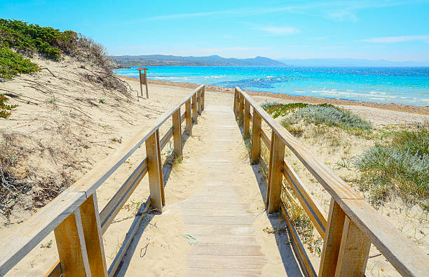 Dunes with flowers in spring on the beach of Puerto de Sagunto