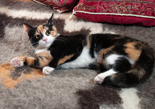 istock Tricolor kitten lying on blanket 472961756