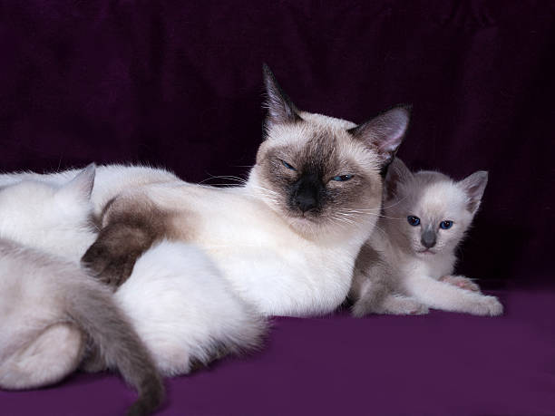 istock Thai cat and kittens lying on lilac 472961940