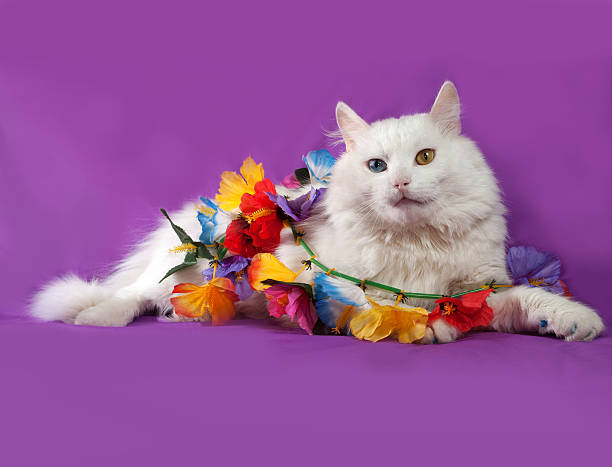 istock White cat with blue and yellow eyes lying 472961944